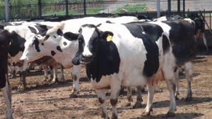 UG����(�й���)�ٷ���վ