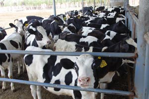 UG����(�й���)�ٷ���վ