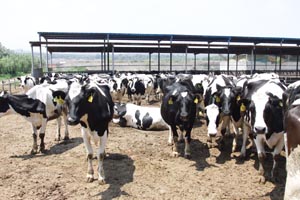 UG����(�й���)�ٷ���վ